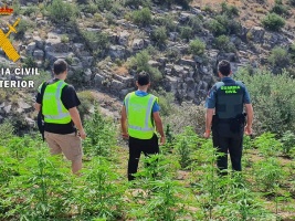 Descubren 359 plantas de cannabis que se cultivaban al aire libre en dos pueblos de la Alpujarra